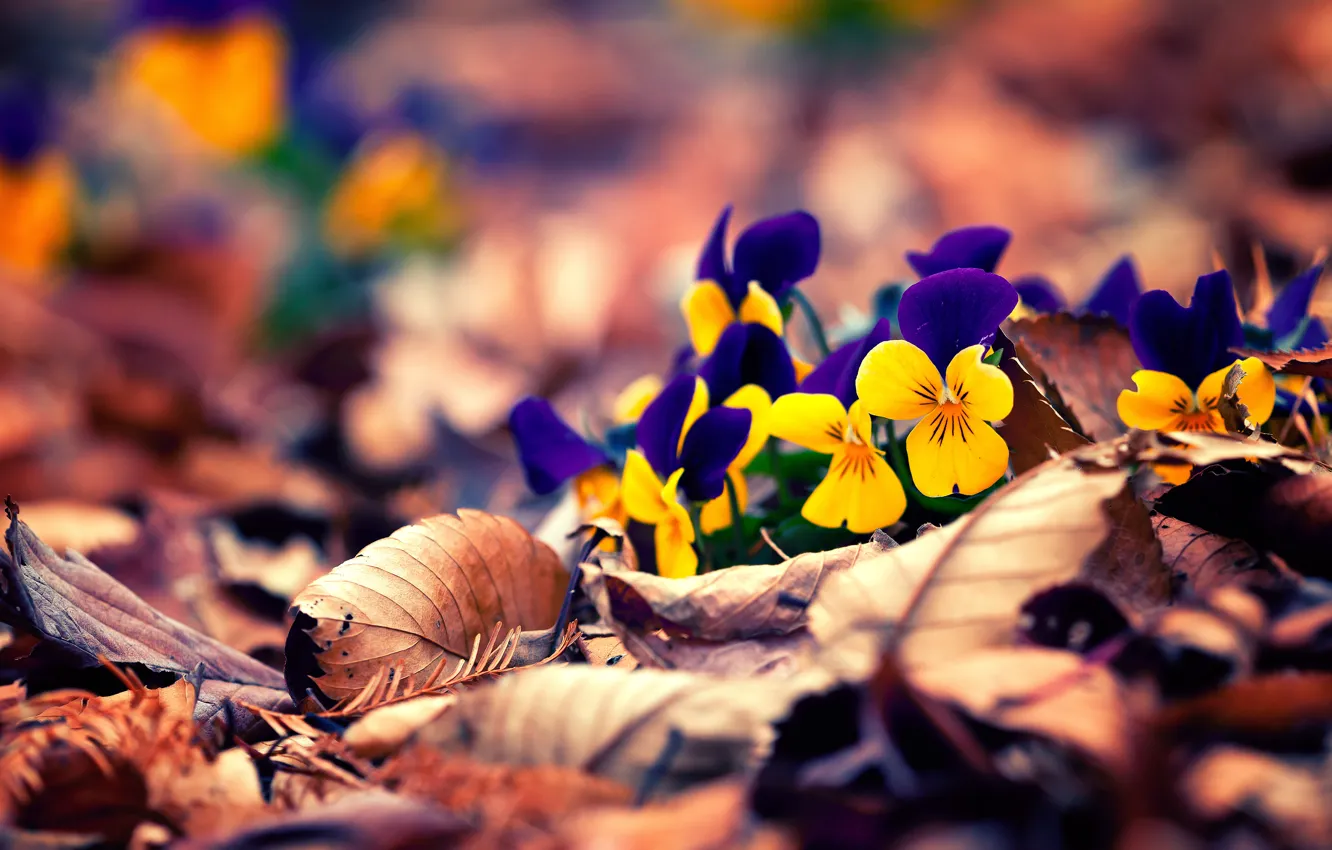 Photo wallpaper autumn, leaves, flowers, flowers, autumn, leaves, bokeh, bokeh
