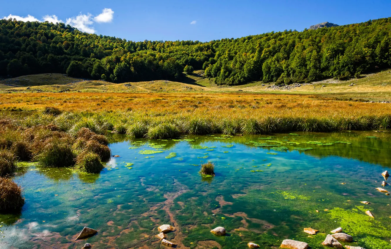 Photo wallpaper forest, summer, grass, the sun, trees, lake, Italy, Barrea
