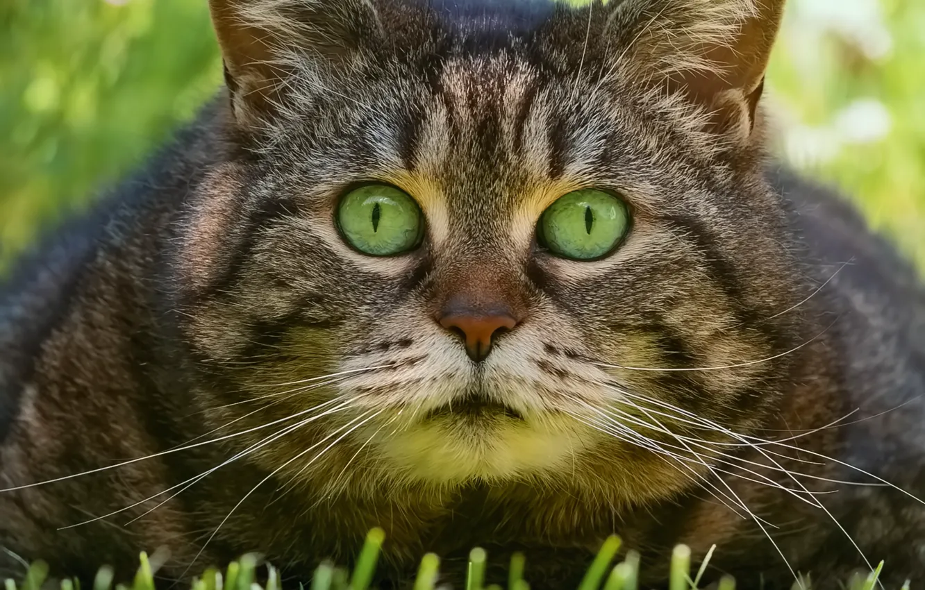 Photo wallpaper grass, cat, look, face, Kote, eyes, kotofeich
