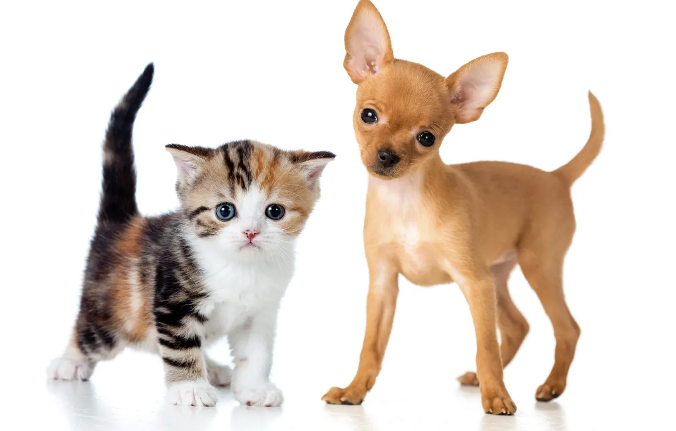 Photo wallpaper kitty, puppy, puppy, kitten, Chihuahua