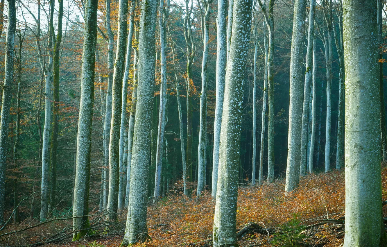 Photo wallpaper forest, trees, trunk