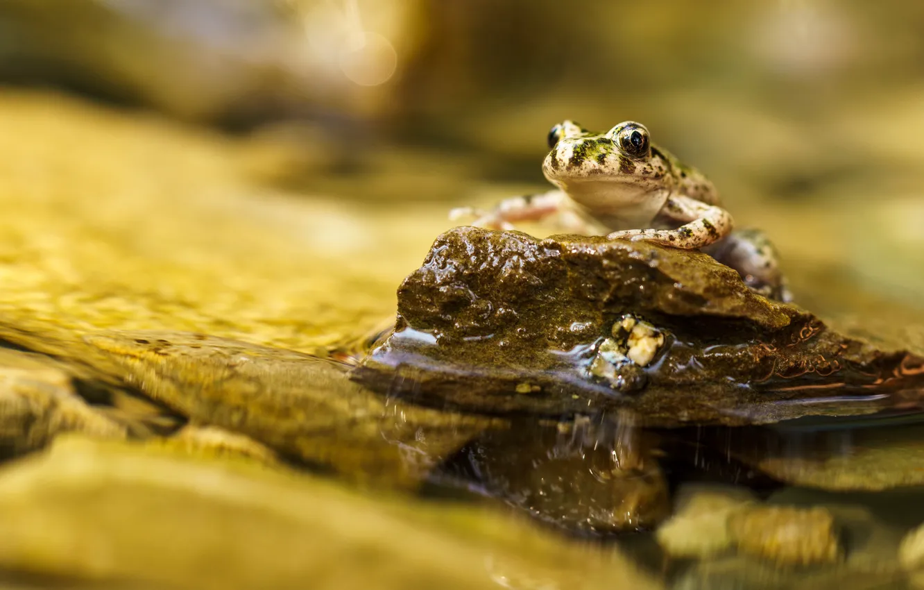 Photo wallpaper water, macro, pond, background, stone, frog, pond