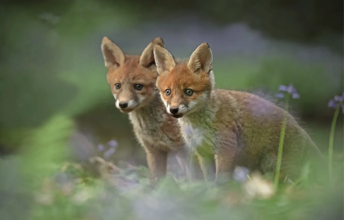 Photo wallpaper blur, Fox, cub, a couple, Fox