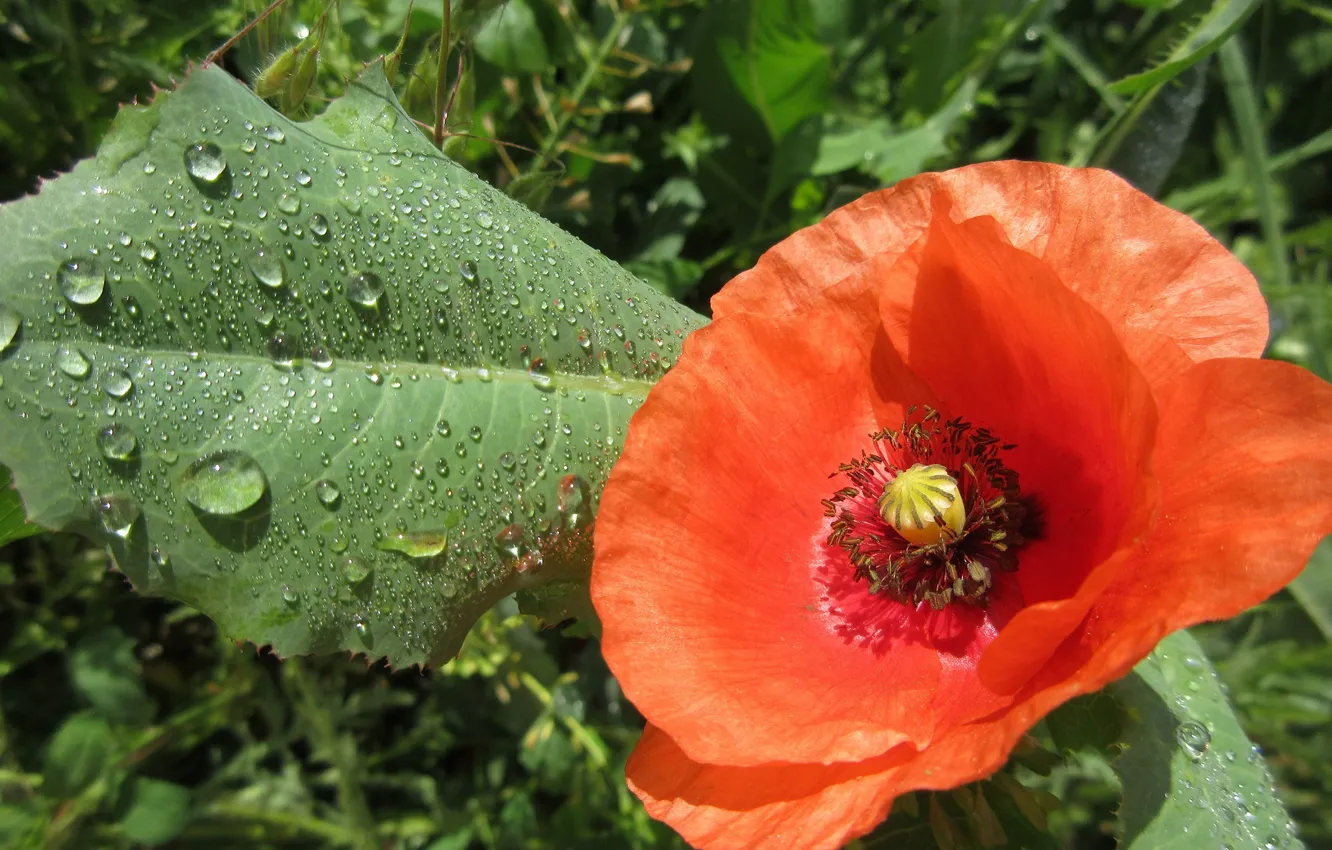 Photo wallpaper leaves, red, Rosa, Mac, morning, Meduzanol ©