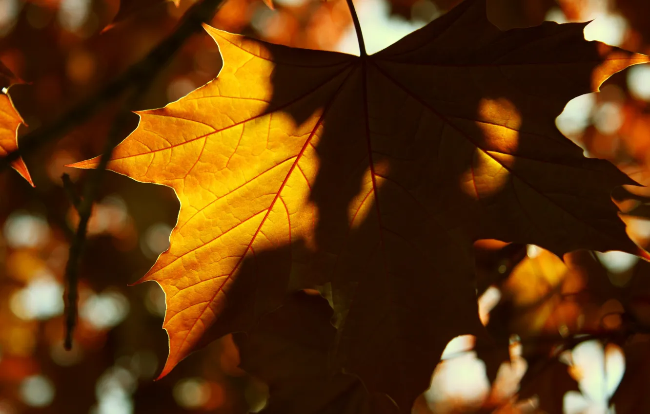 Photo wallpaper leaves, the sun, macro, background, widescreen, Wallpaper, shadow, yellow