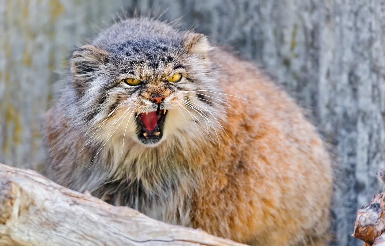 Photo wallpaper forest, nature, animal, manul