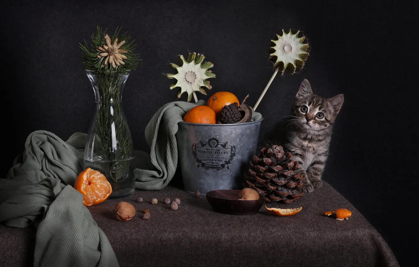 Photo wallpaper cat, look, pose, the dark background, table, grey, plant, bouquet