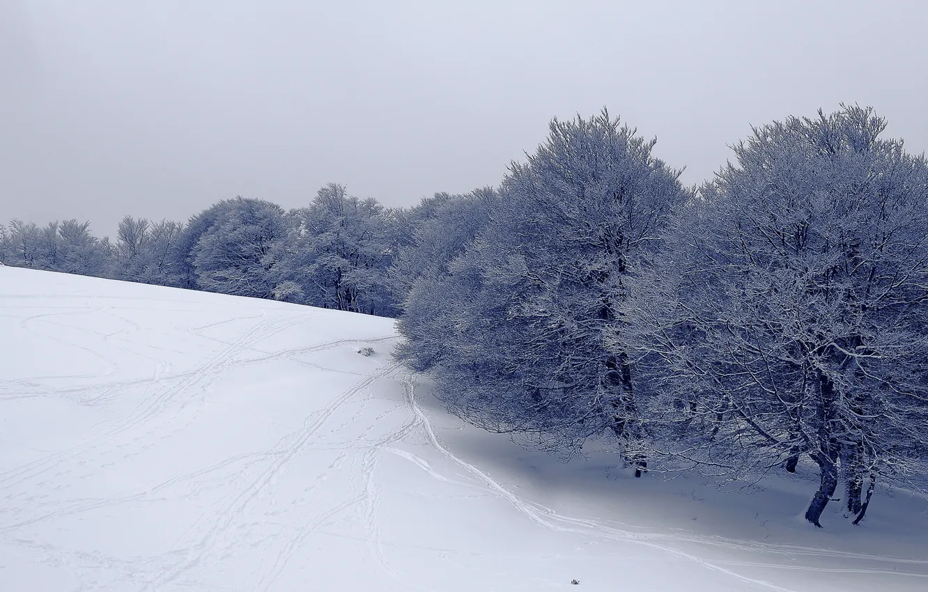 Photo wallpaper winter, frost, field, the sky, snow, trees