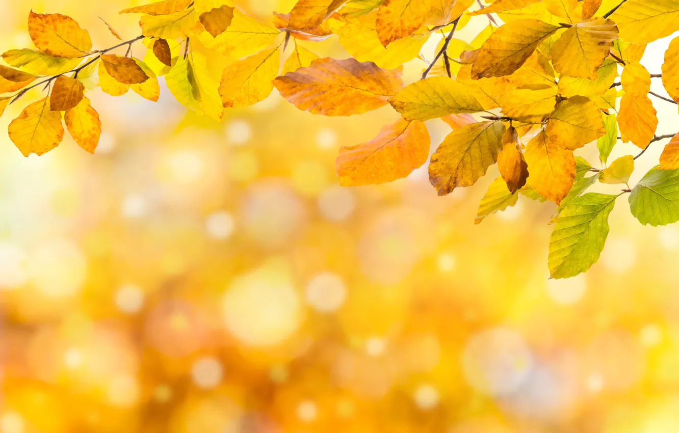 Photo wallpaper autumn, leaves, colorful, background, autumn, leaves, autumn