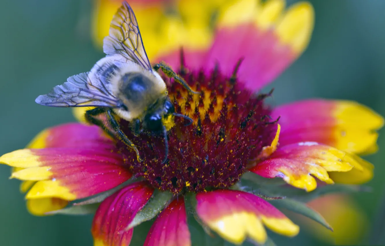 Photo wallpaper flowers, bee, petals, insect