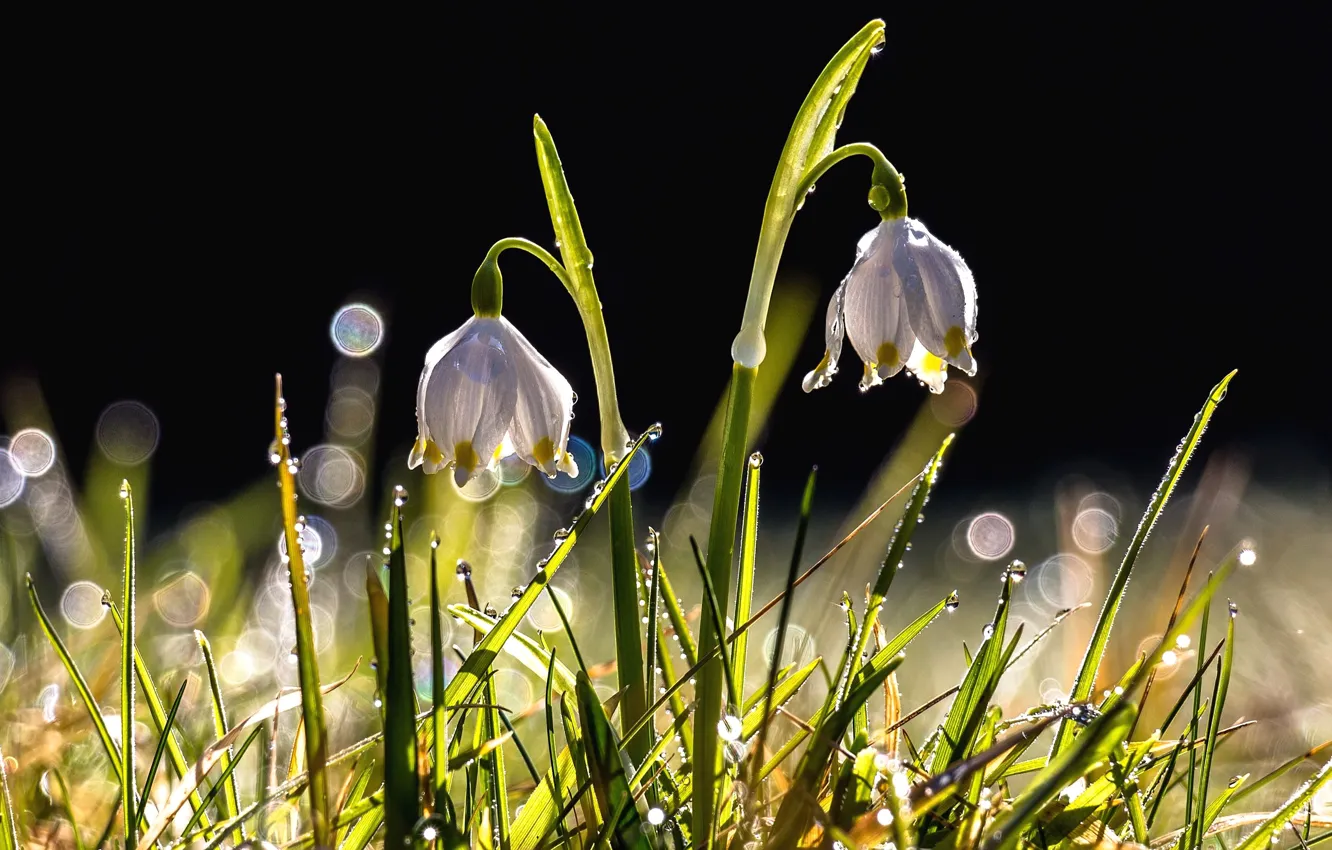 Photo wallpaper grass, drops, flowers, Rosa, lights, the dark background, snowdrops, a couple