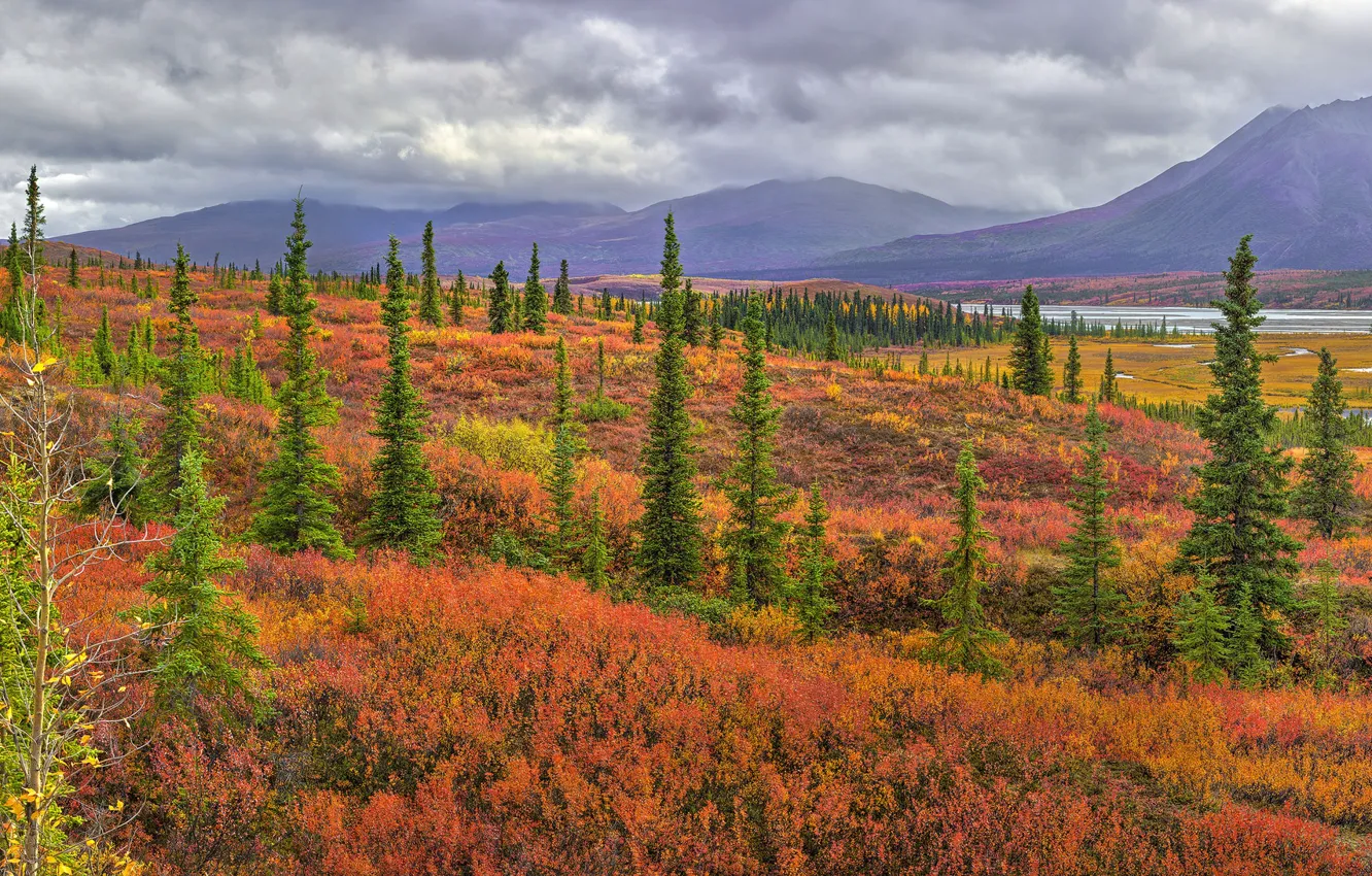 Photo wallpaper autumn, trees, mountains, nature, ate, bushes