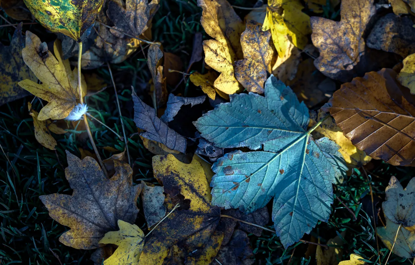 Photo wallpaper autumn, leaves, nature