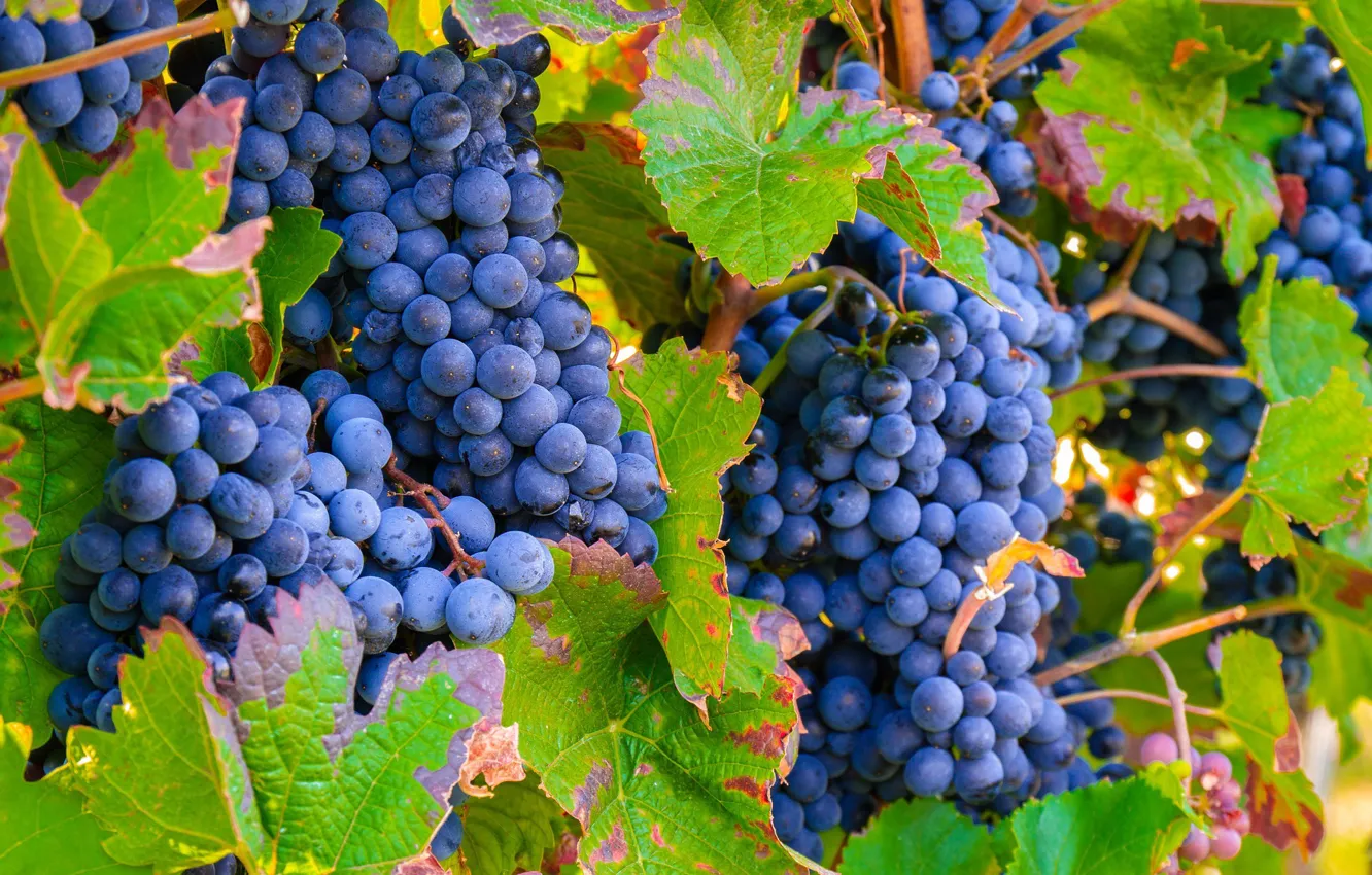 Photo wallpaper Nature, grapes, vine, bunches