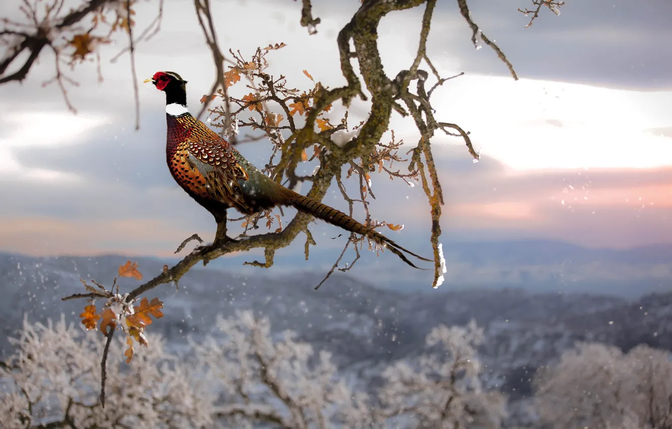 Photo wallpaper branches, bird, pheasant