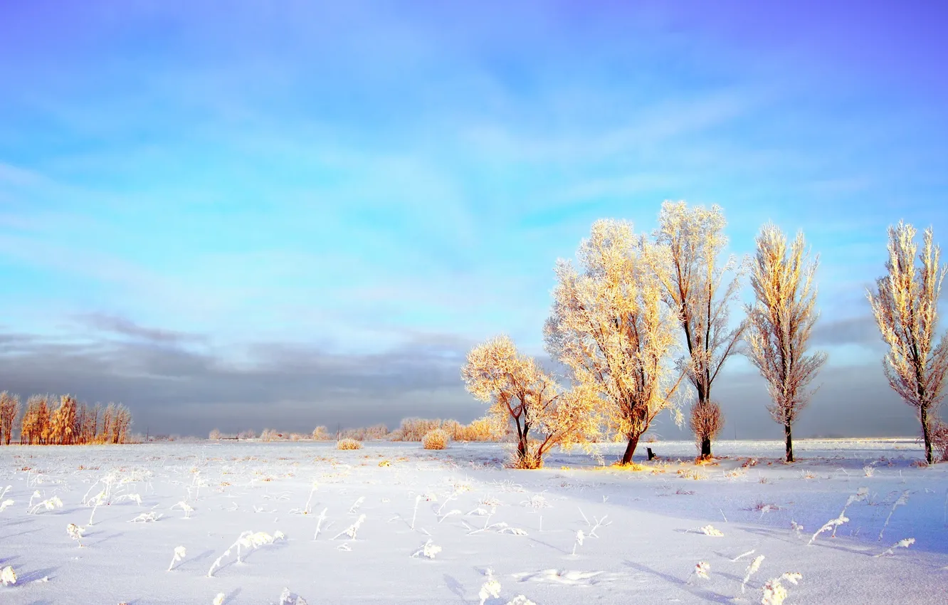 Photo wallpaper winter, snow, trees, nature