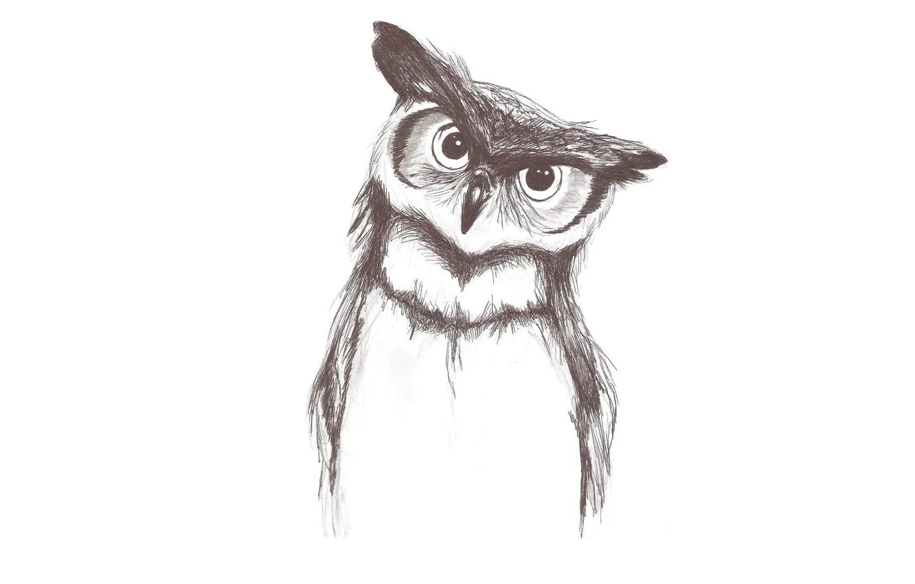Photo wallpaper owl, bird, minimalism, light background, owl