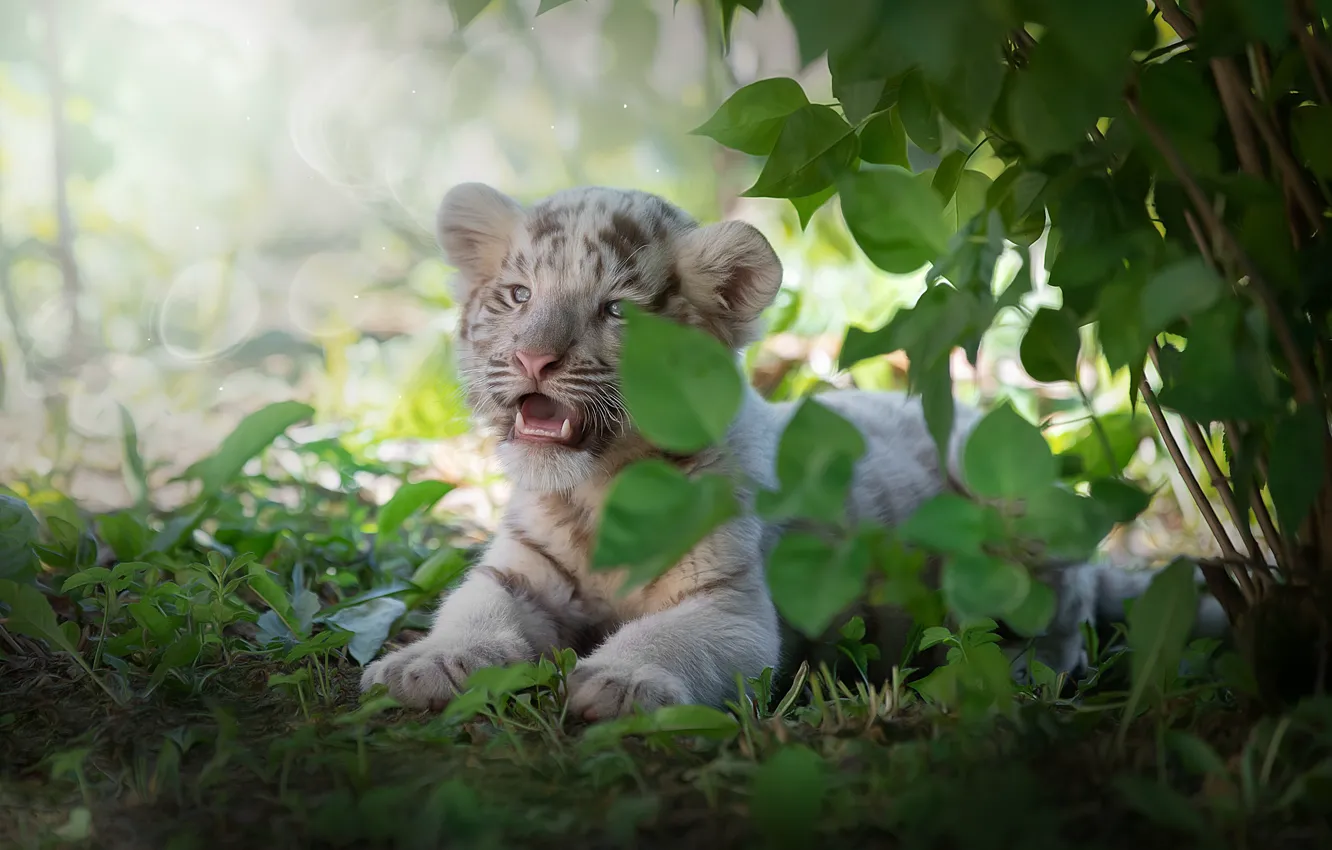 Photo wallpaper nature, animal, predator, cub, tiger, Svetlana Pisareva