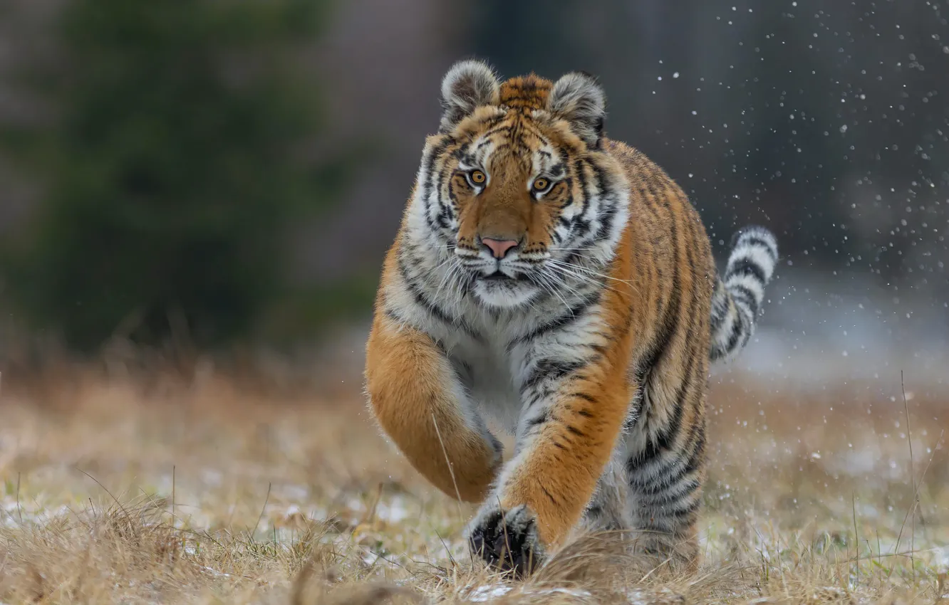 Photo wallpaper nature, running, tiger
