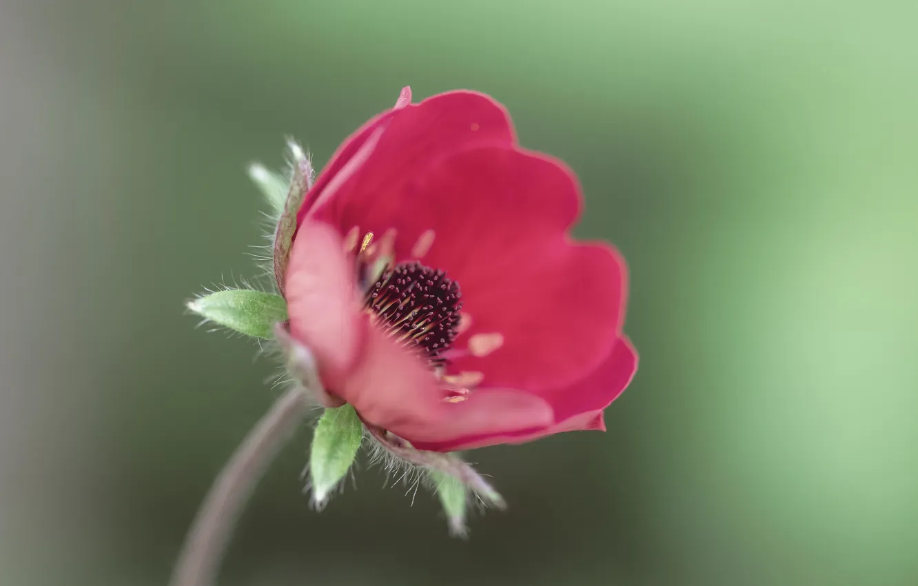 Photo wallpaper flower, red, petals