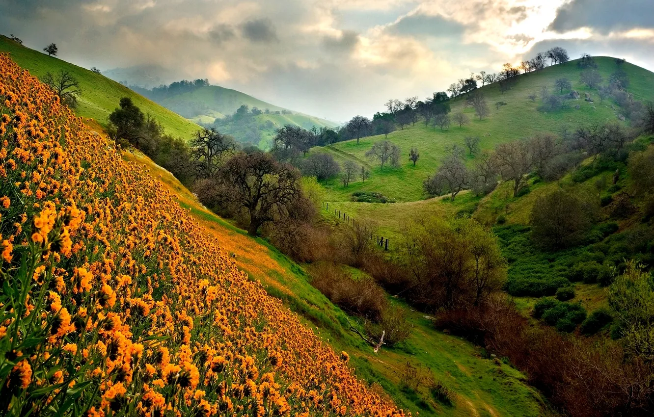 Photo wallpaper field, trees, landscape, flowers, nature, hills