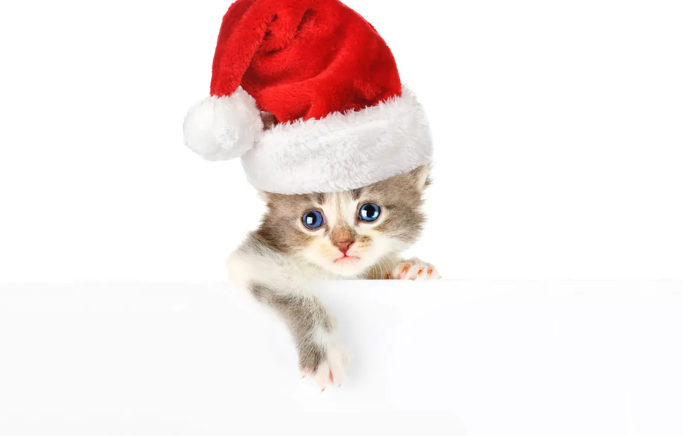 Photo wallpaper kitty, cap, blue-eyed