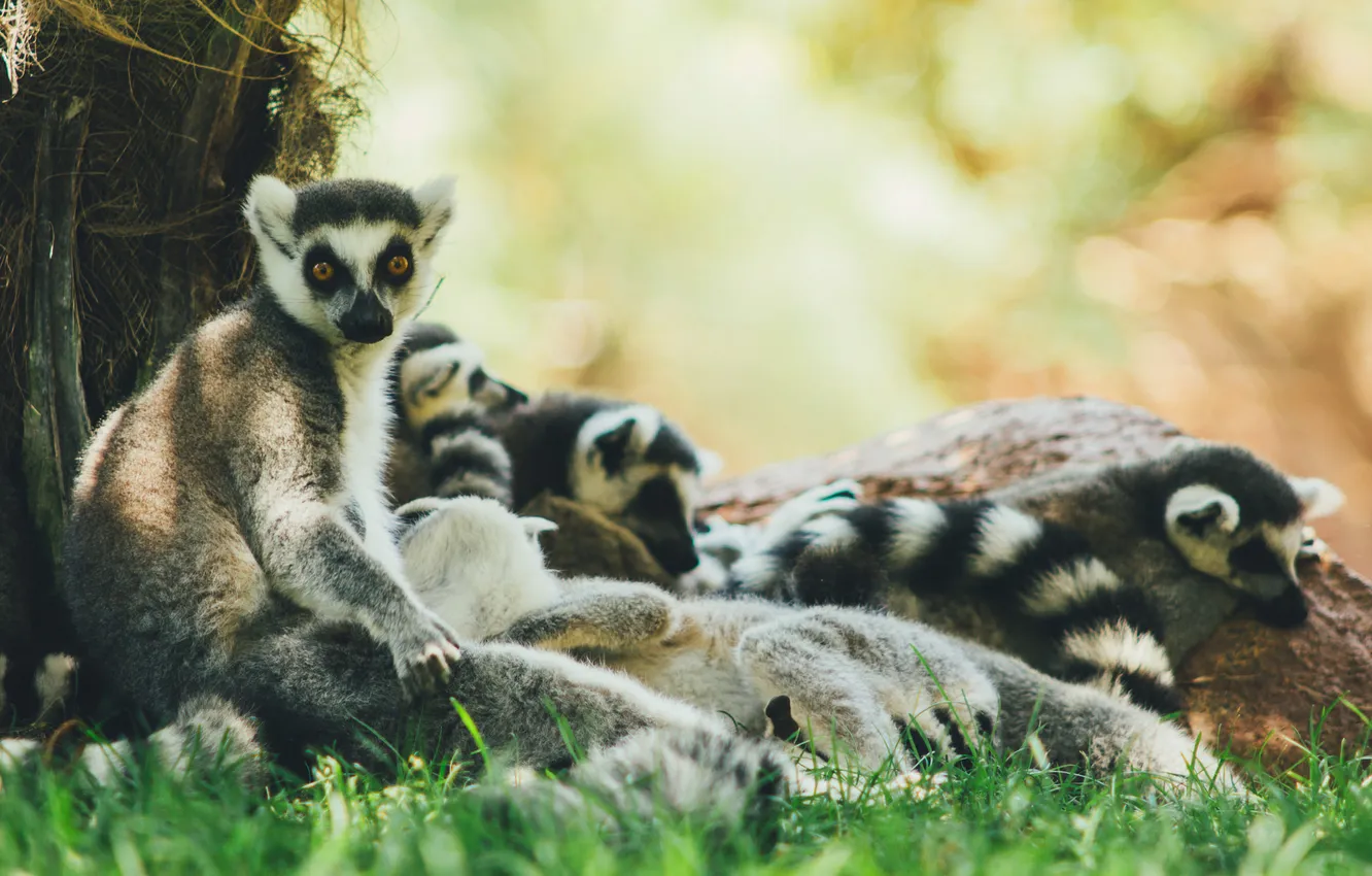 Photo wallpaper eyes, lemur, looks