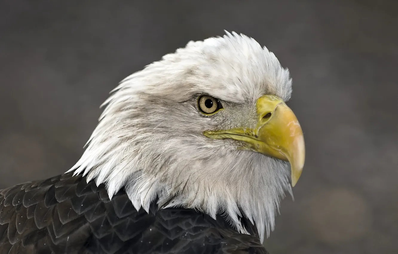 Photo wallpaper nature, background, eagle