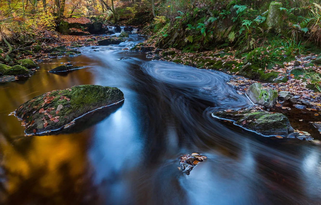 Photo wallpaper autumn, leaves, nature, beautiful