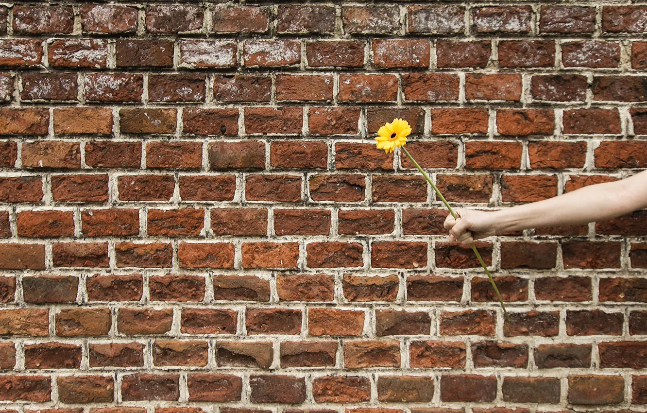 Photo wallpaper flower, wall, hand