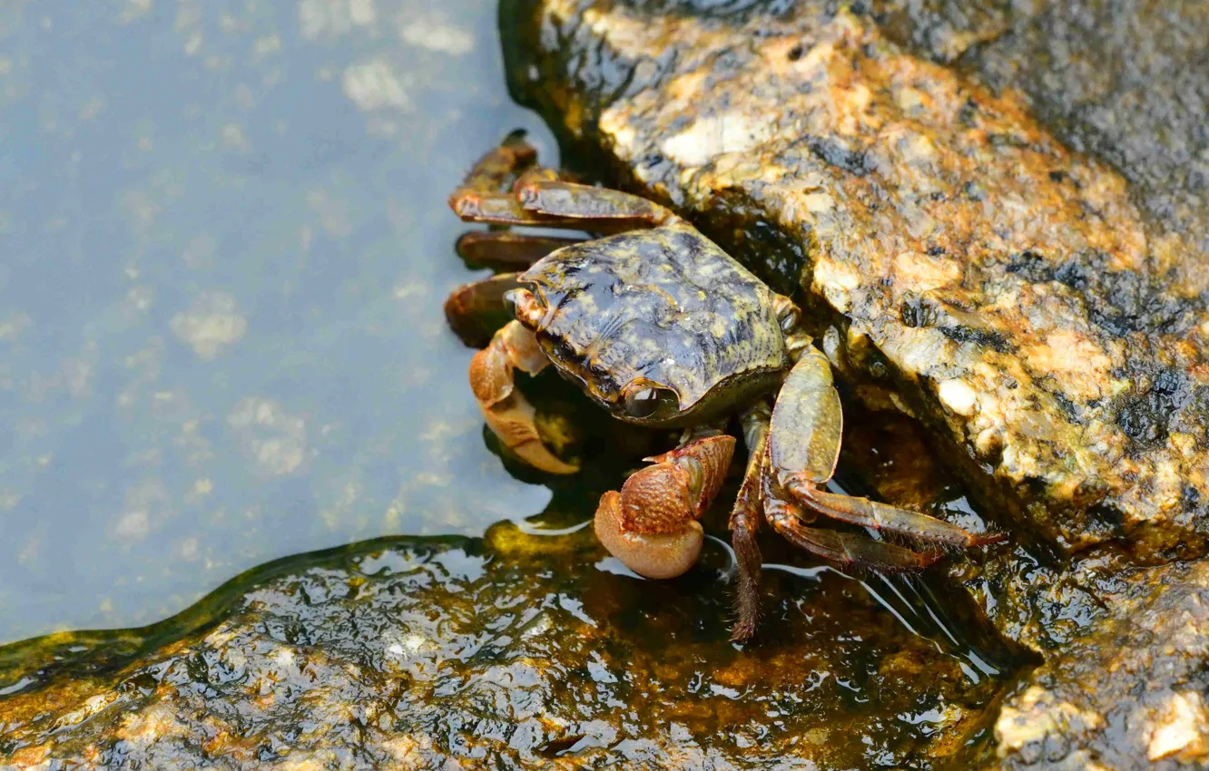 Photo wallpaper water, stones, shore, crab, camouflage