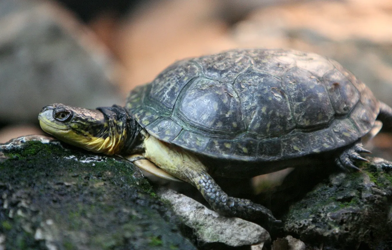 Photo wallpaper stones, turtle
