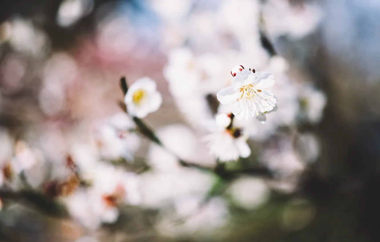 Photo wallpaper flowers, tree, petals, white