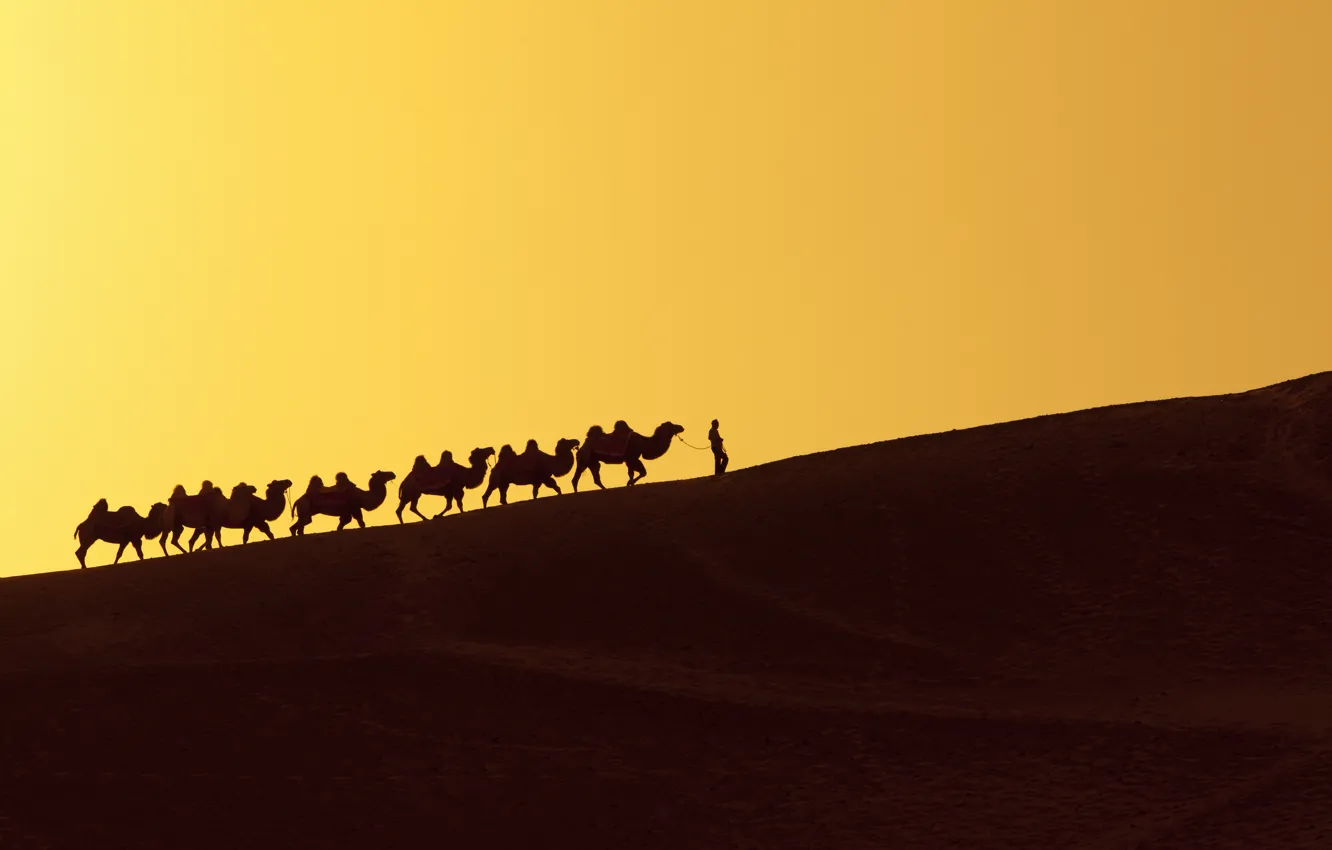 Photo wallpaper desert, dune, person, camels