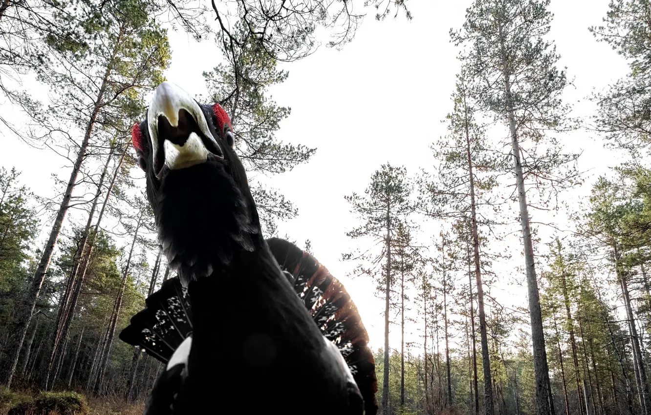 Photo wallpaper nature, bird, grouse