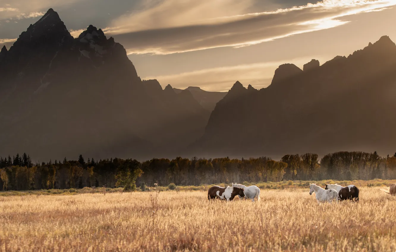 Photo wallpaper field, autumn, forest, the sky, grass, clouds, light, mountains