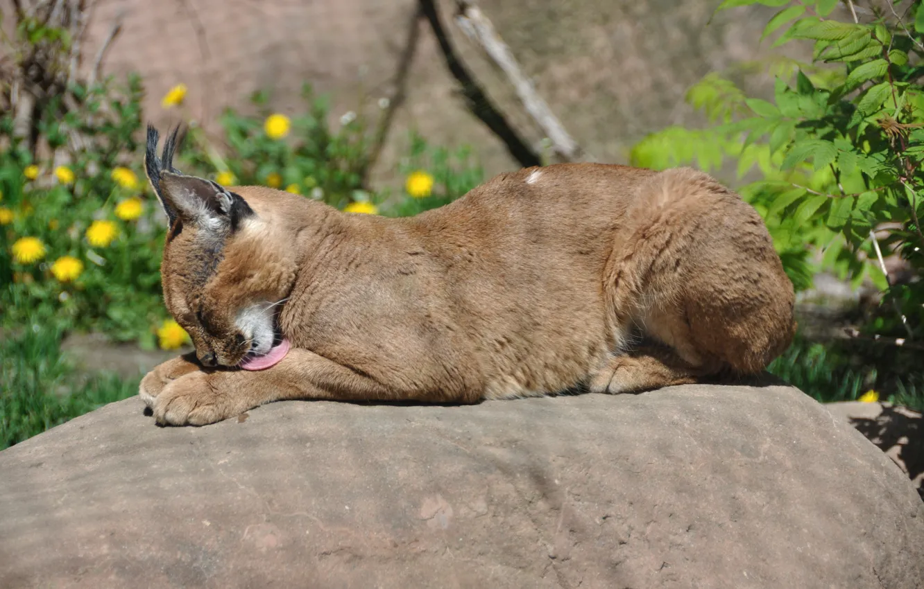 Photo wallpaper language, cat, stones, Caracal, steppe lynx