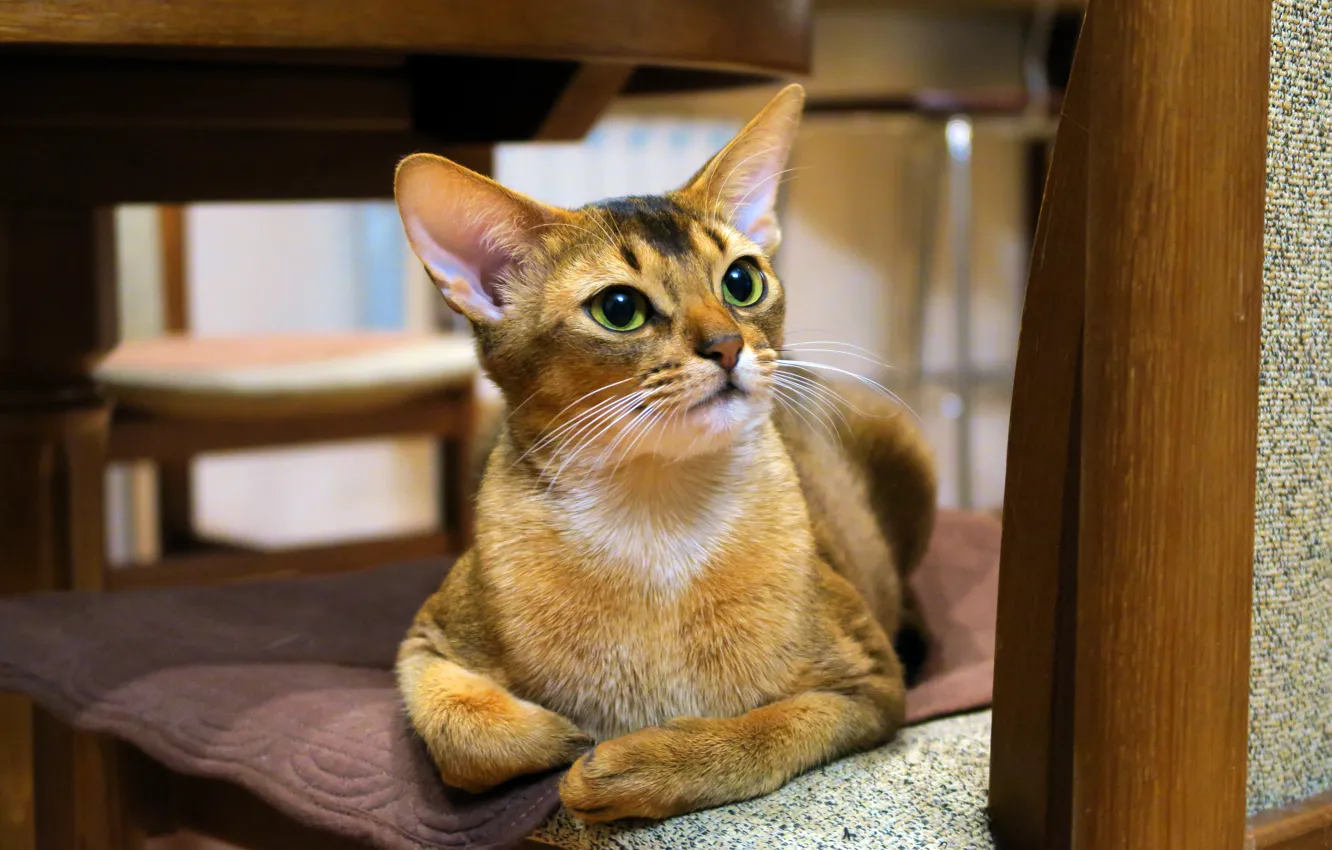 Photo wallpaper cat, cat, look, face, pose, comfort, background, furniture