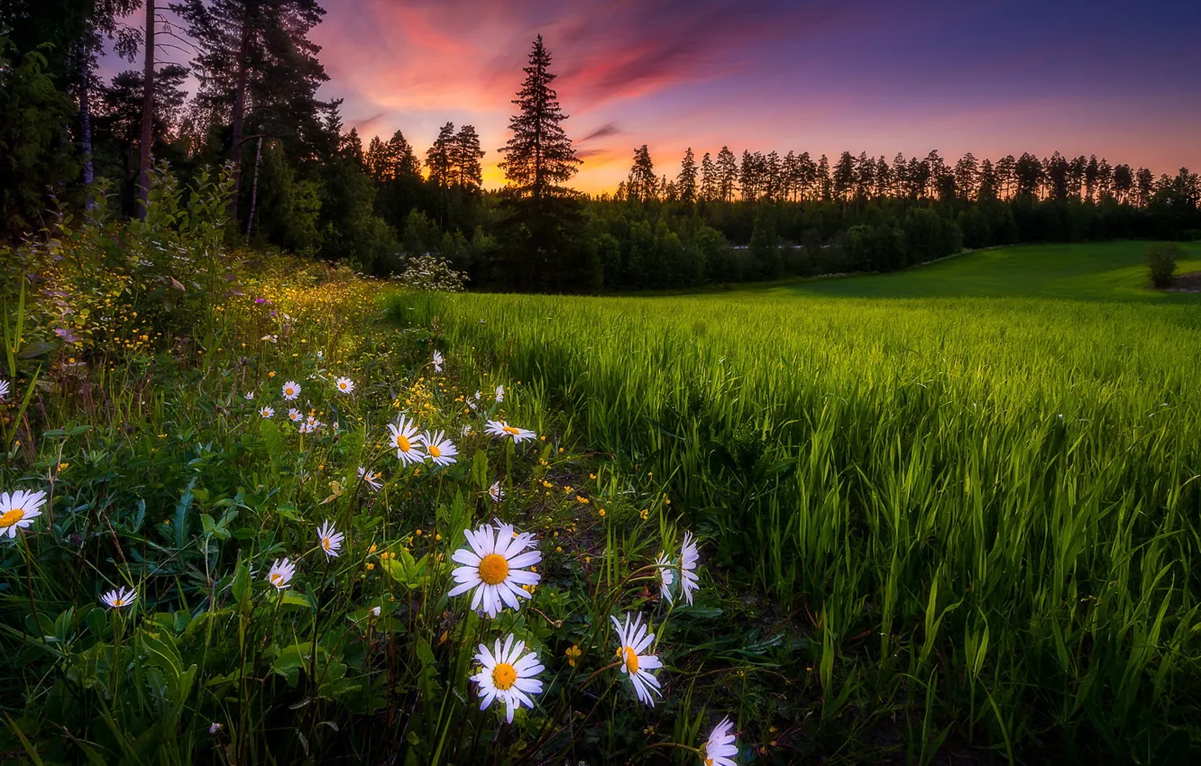 Photo wallpaper summer, sunset, flowers, chamomile, Finland
