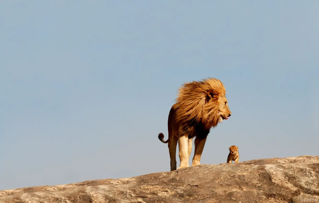 Photo wallpaper cats, Leo, large, lion, wild, Cub