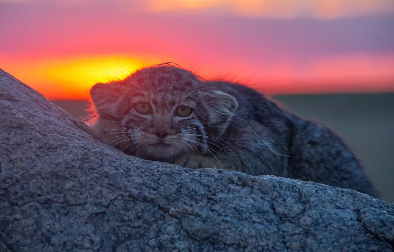 Photo wallpaper look, sunset, stone, Manul, wild cat