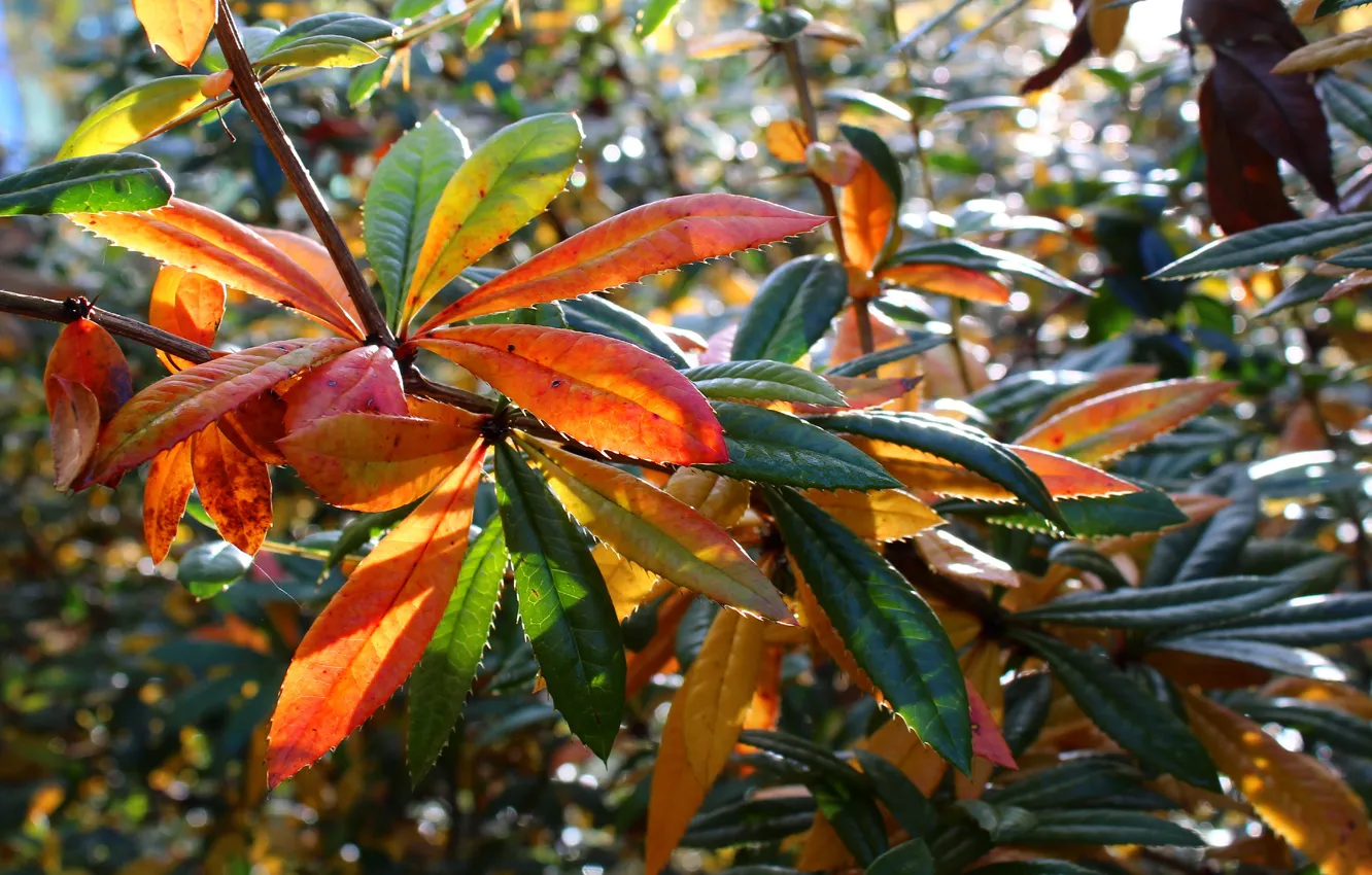 Photo wallpaper autumn, color, leaf, plant, fall, twig