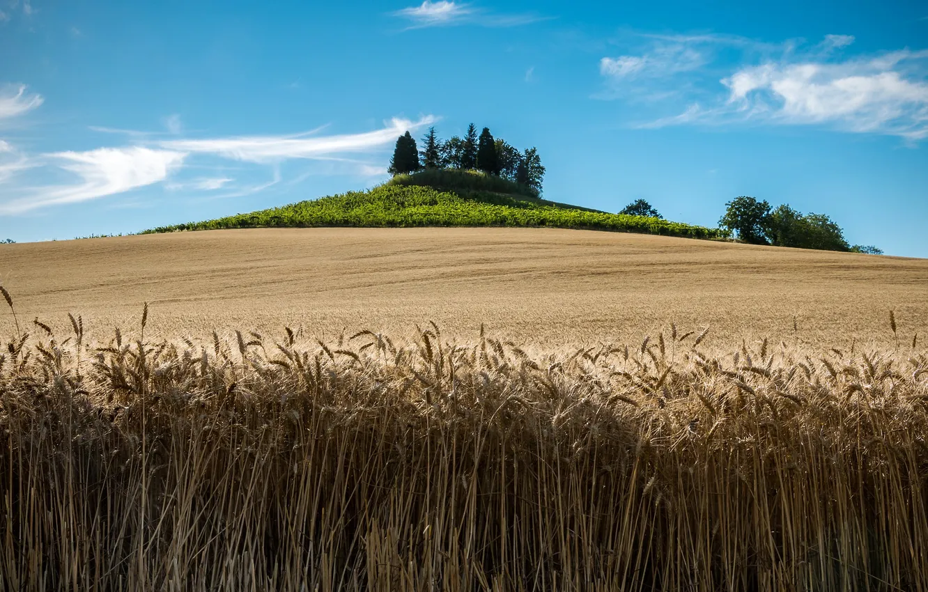Photo wallpaper field, summer, ears