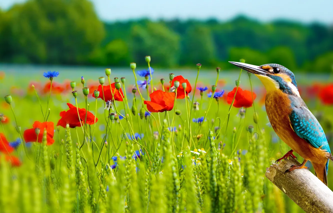 Photo wallpaper field, forest, summer, flowers, branches, red, bird, chamomile