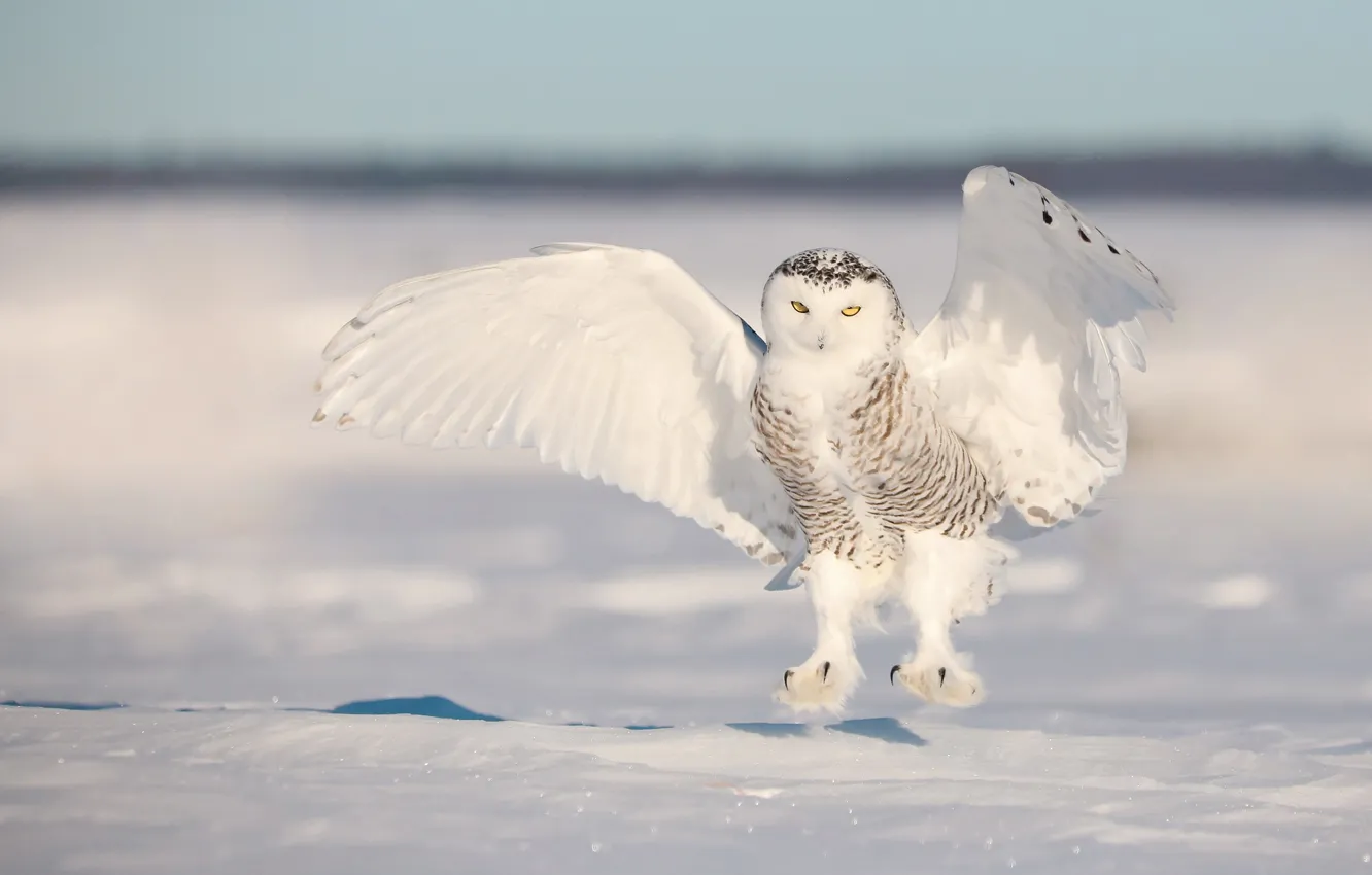 Photo wallpaper winter, snow, owl, bird, wings, white, stroke, snowy owl