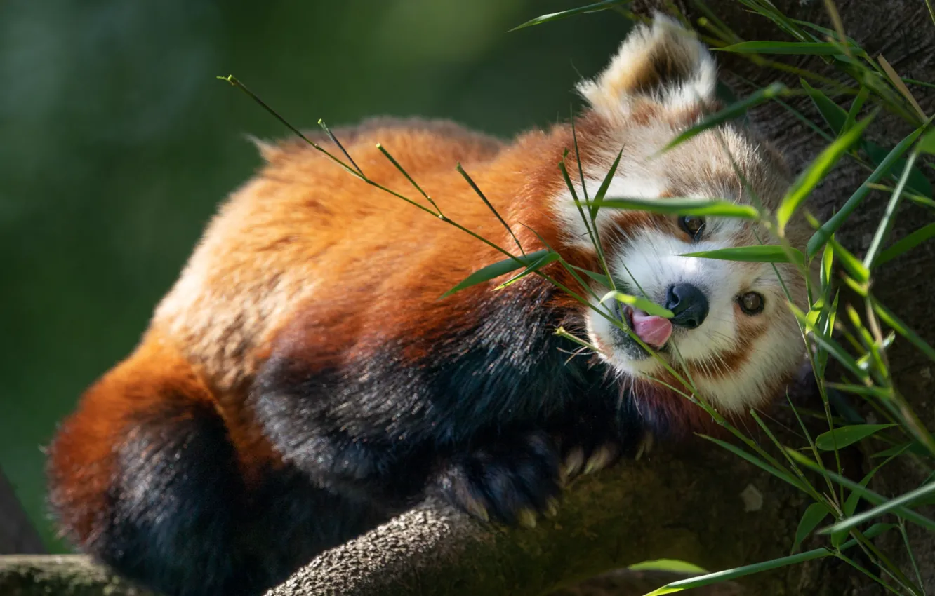 Photo wallpaper leaves, trees, nature, animal, red Panda, red Panda