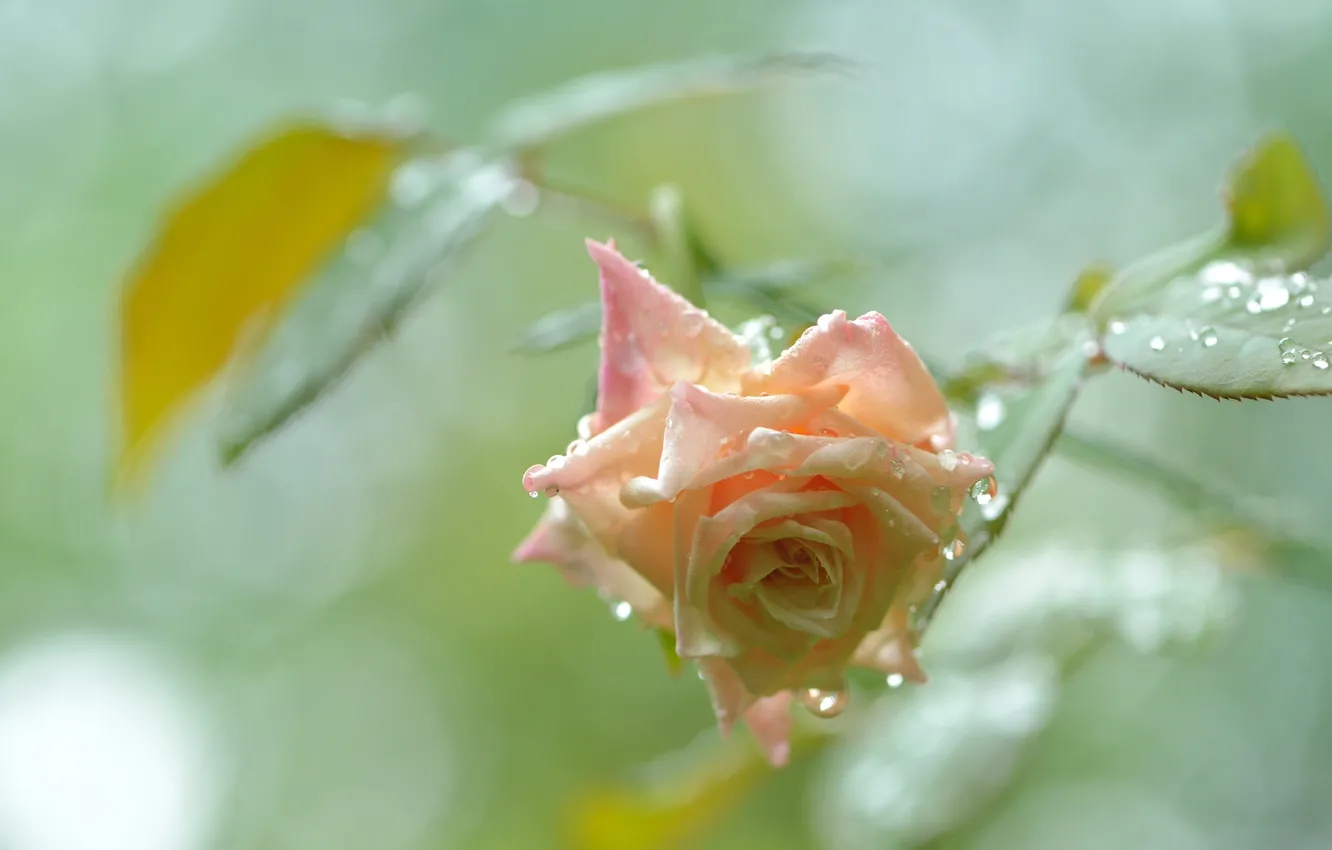 Photo wallpaper drops, rose, Bud, after the rain