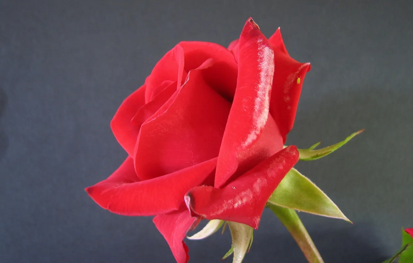 Photo wallpaper background, roses, red rose