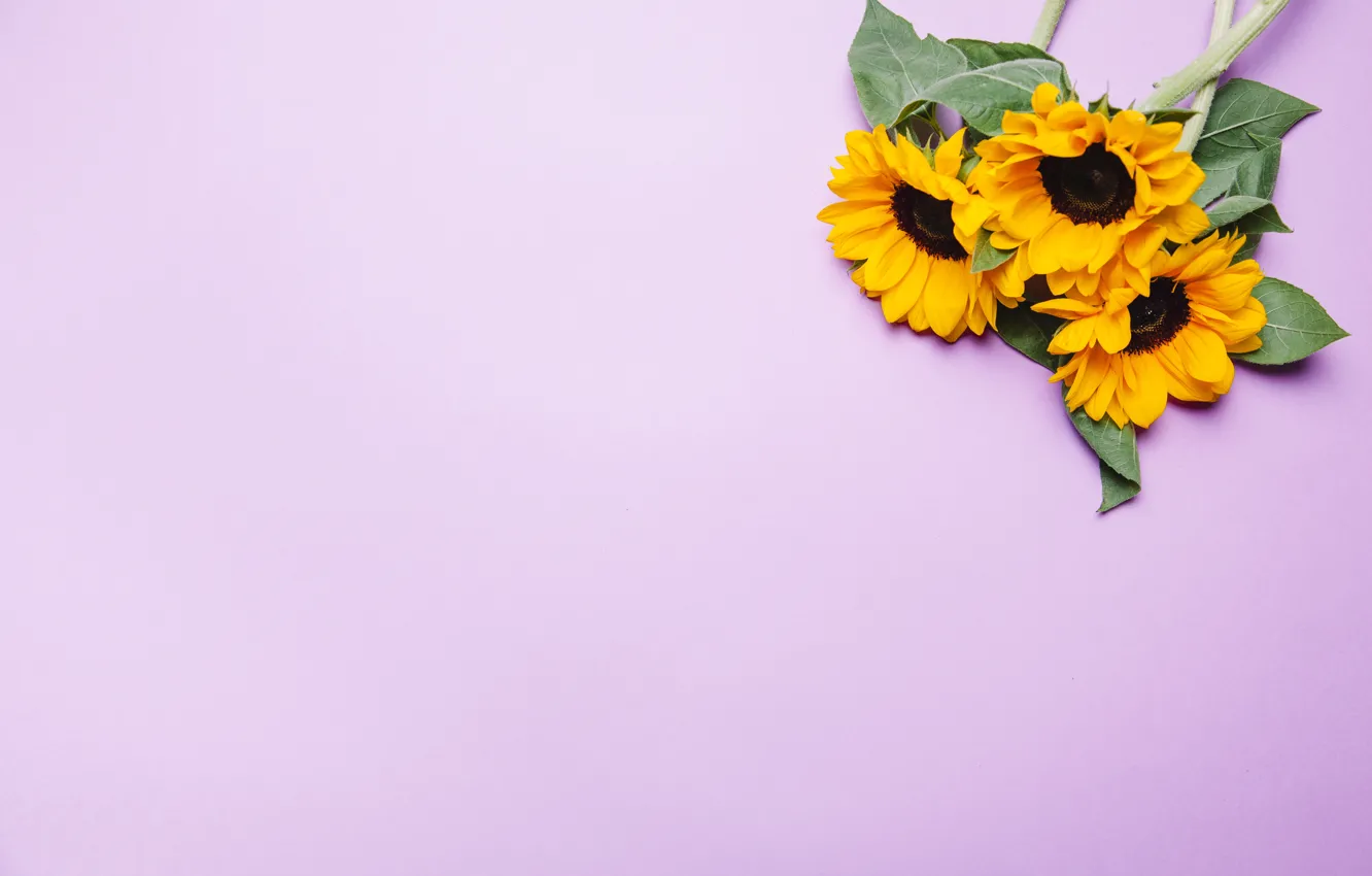 Photo wallpaper flowers, sunflower, pink background