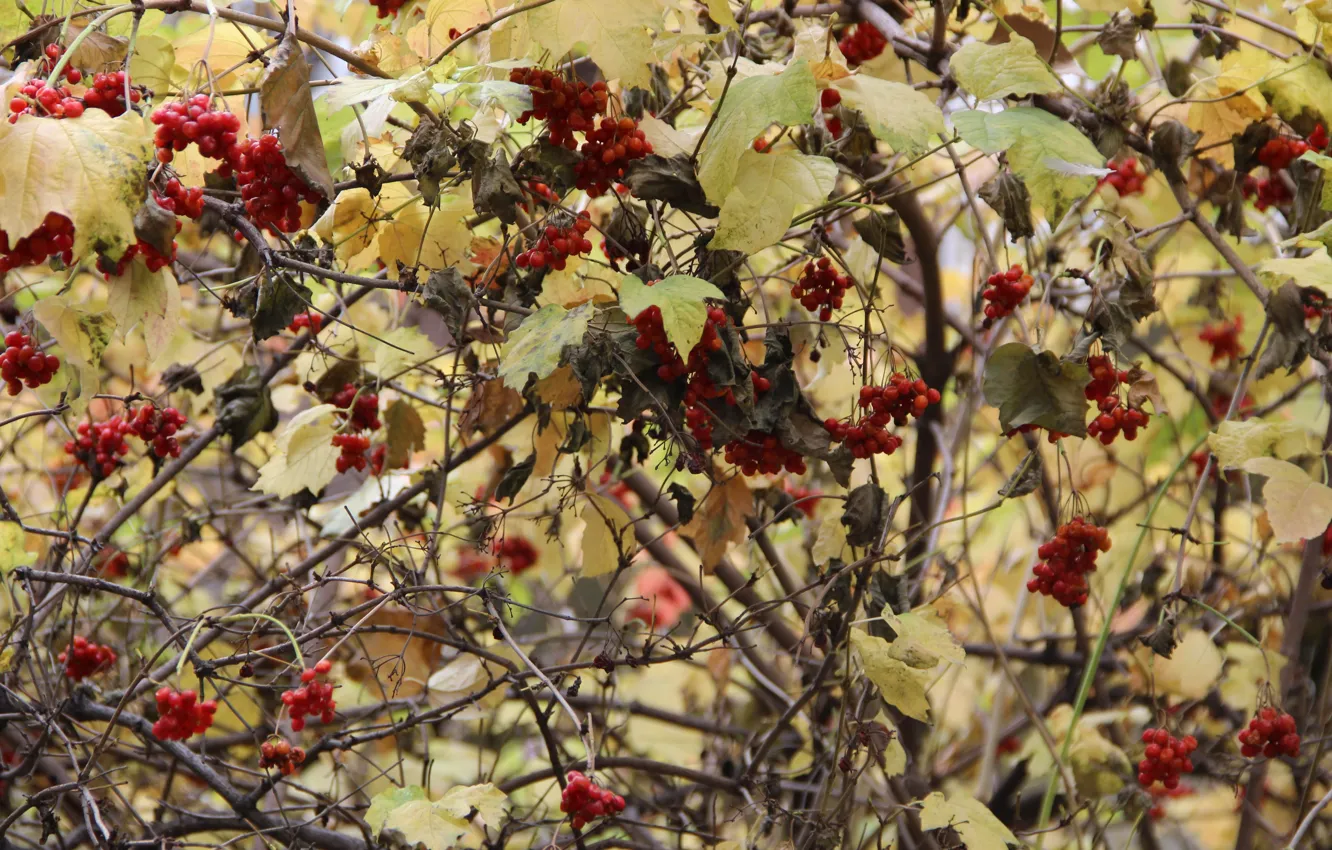 Photo wallpaper wet, autumn, trees, branches, yellow, yellow leaves, Rowan, red flowers